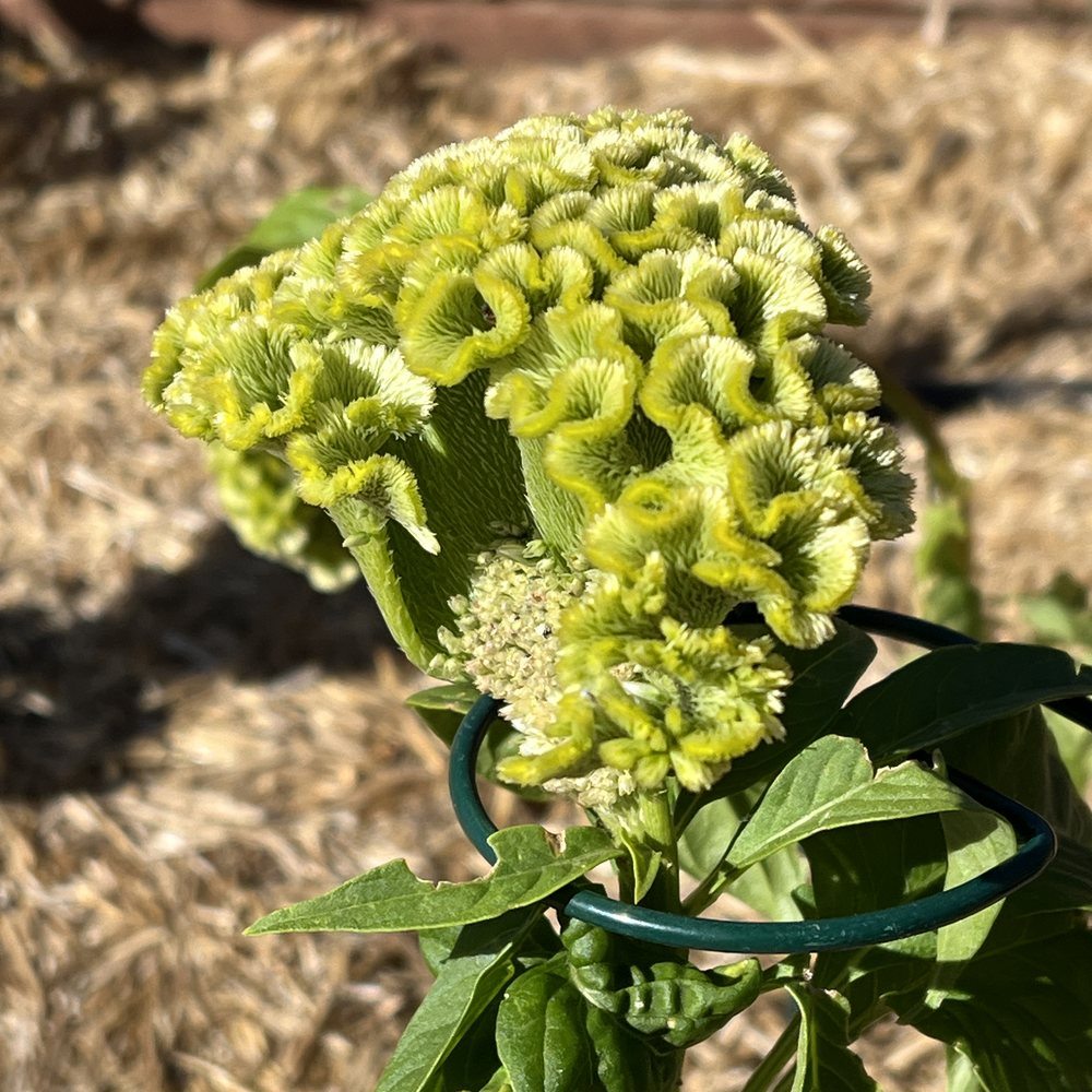 Spring Green Celosia Seeds – Botanical Interests