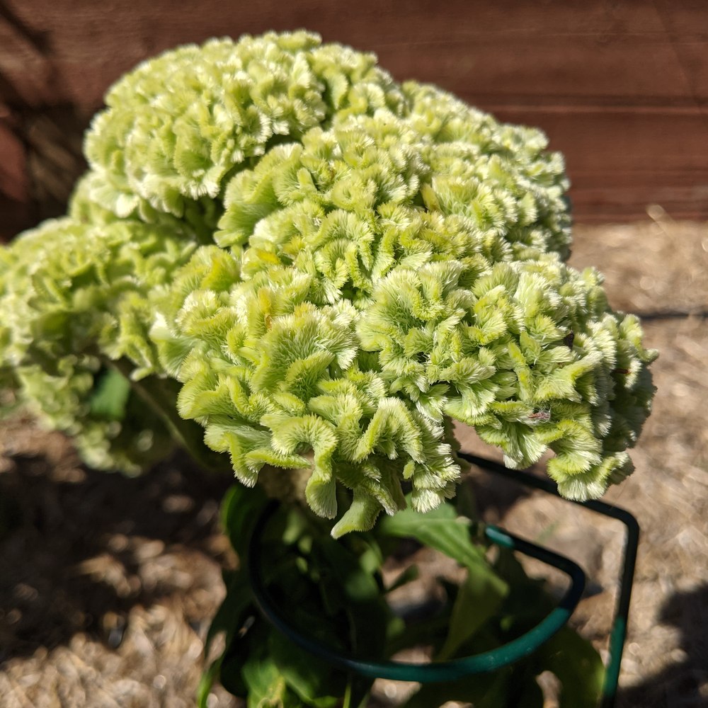 Spring Green Celosia Seeds – Botanical Interests