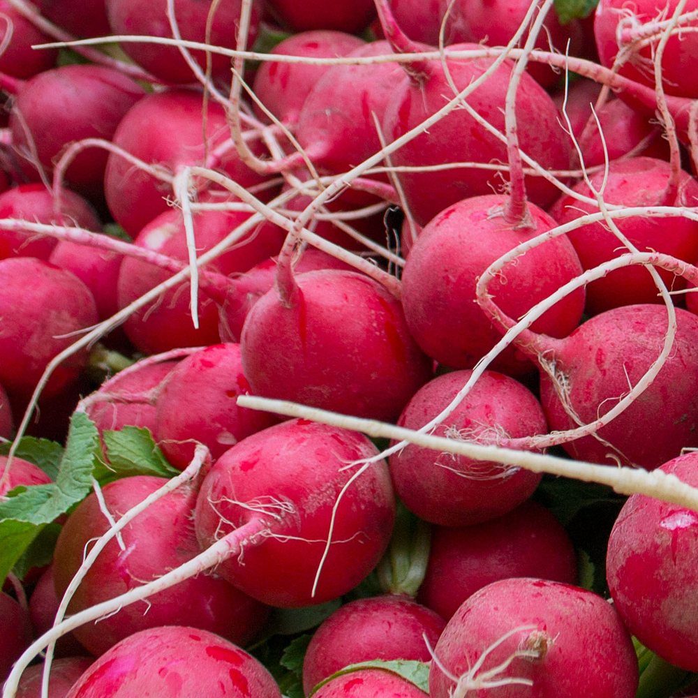 Botanical Interests Cherry Belle Radish Seeds - Thumbnail 4