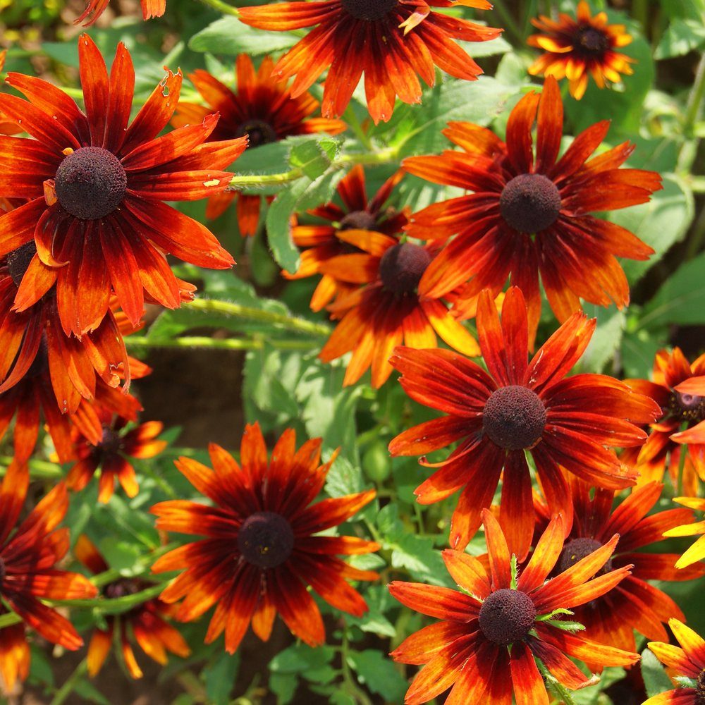 Cherry Brandy Black-Eyed Susan Seeds – Botanical Interests