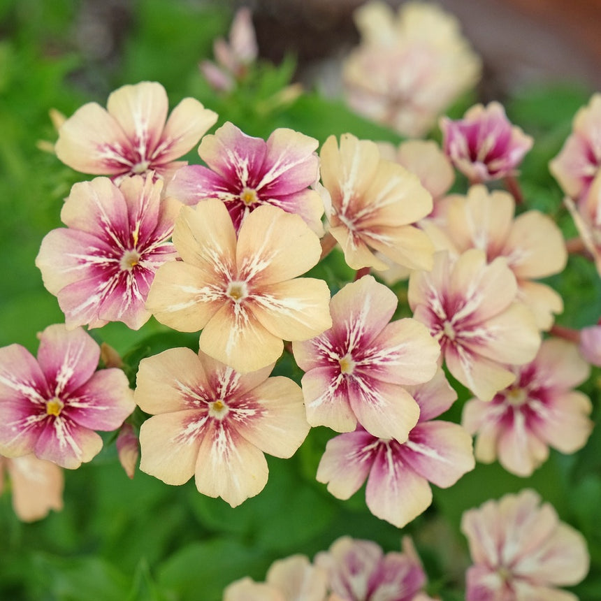 best time to plant phlox seeds Cherry Caramel Phlox Seeds