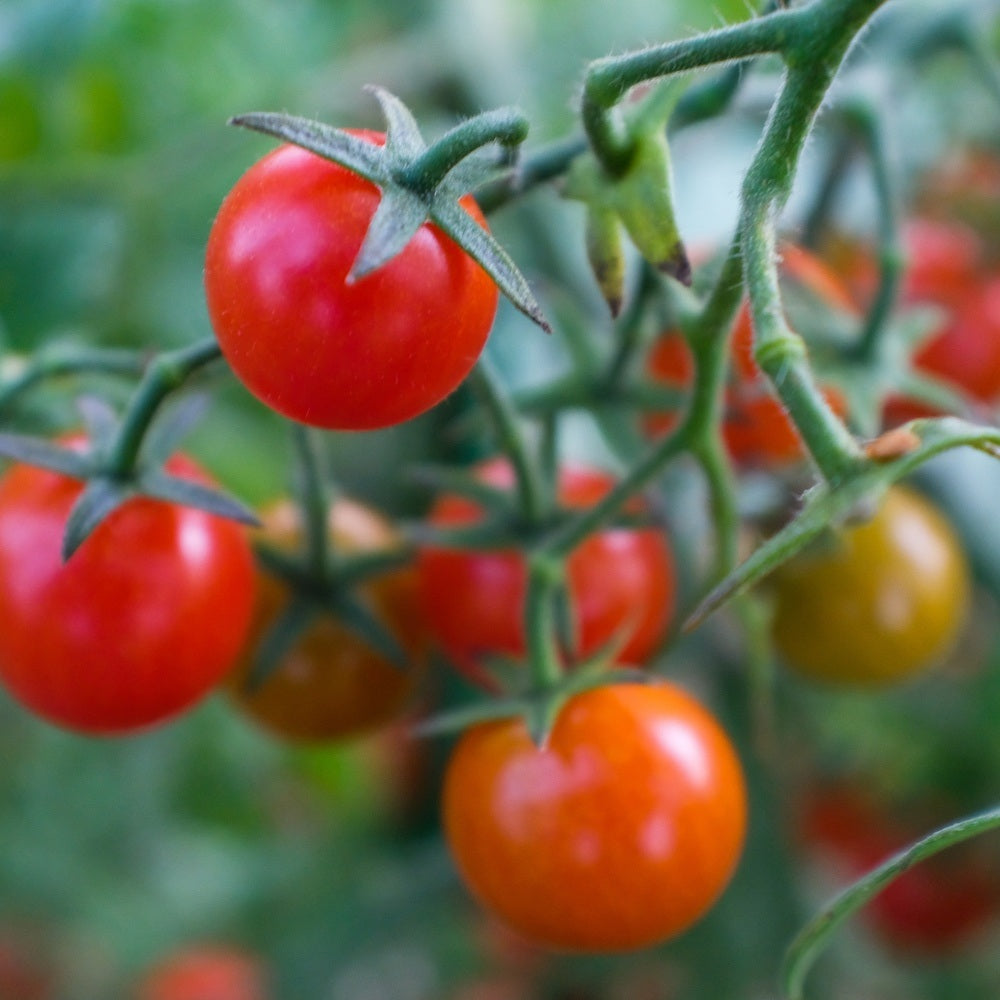 Cherry Falls Bush Cherry Tomato Seeds