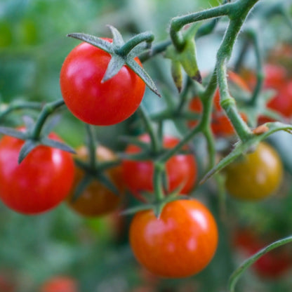 Cherry Falls Bush Cherry Tomato Seeds