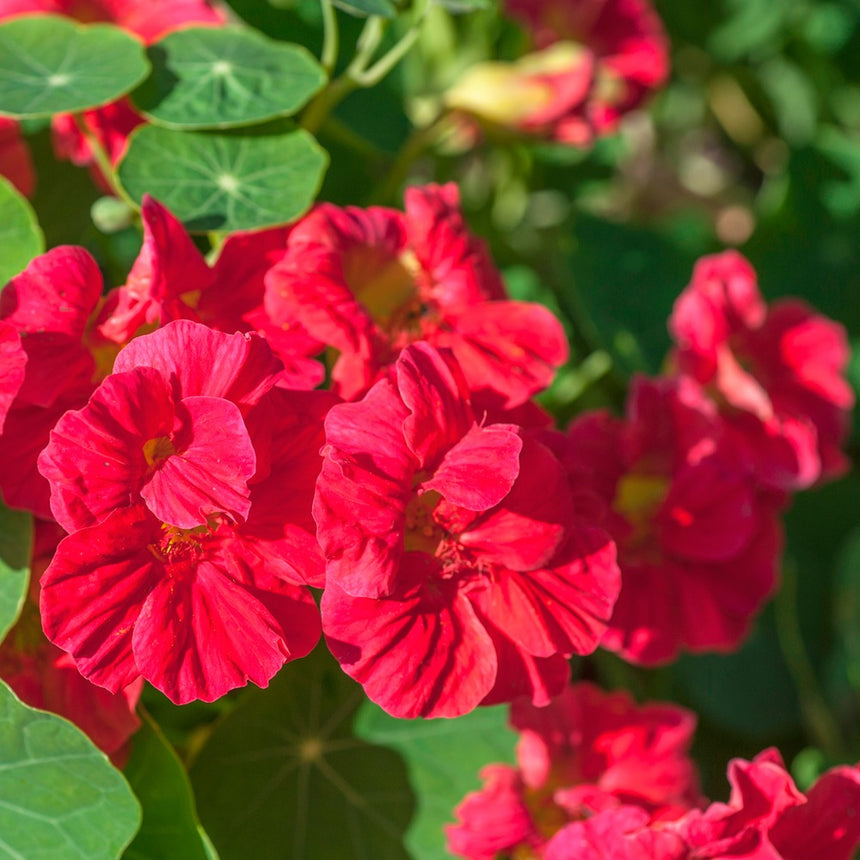 nasturtium cherry rose seeds Cherry Rose Jewel Nasturtium Seeds – Botanical Interests