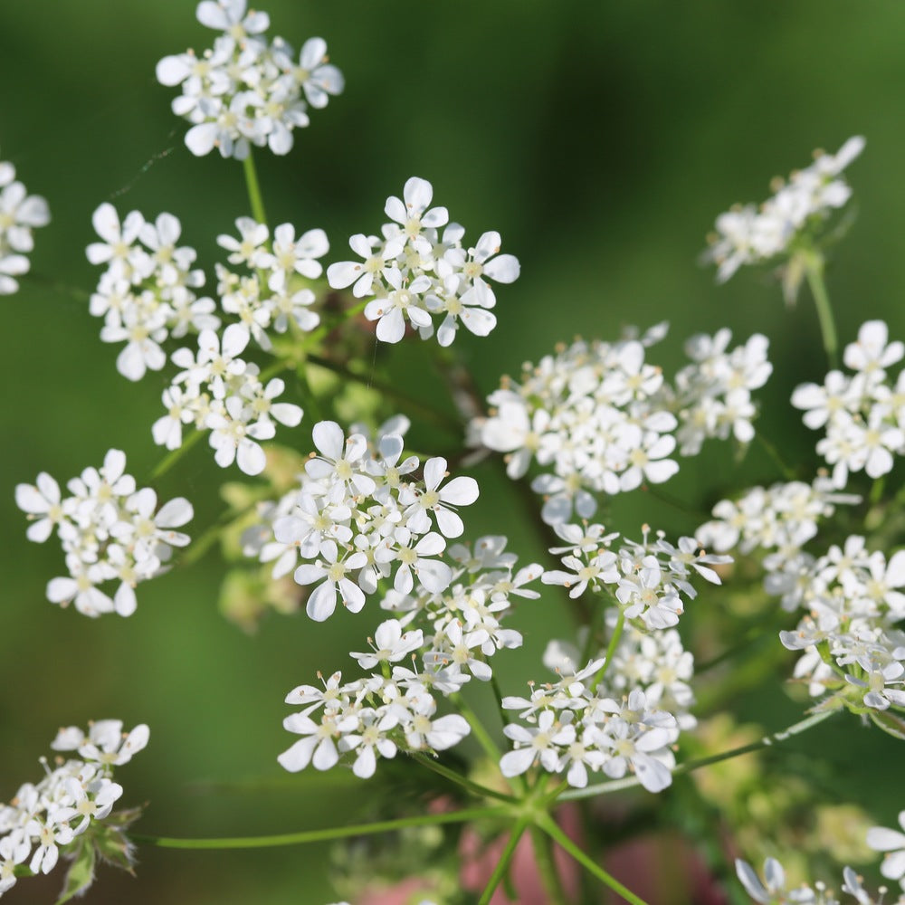 チャービルary① Chervil Seeds – Botanical Interests