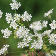 Chervil Seeds