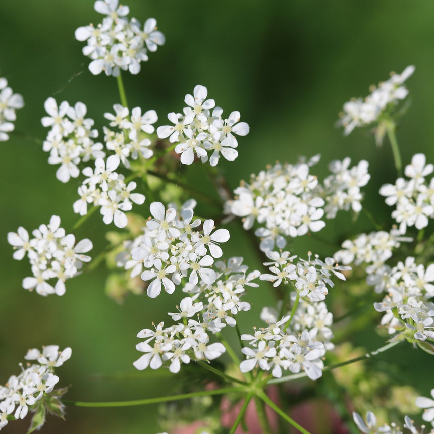 Chervil Seeds