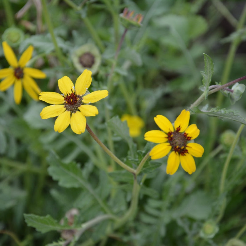 yellow flower seeds Chocolate Flower Seeds