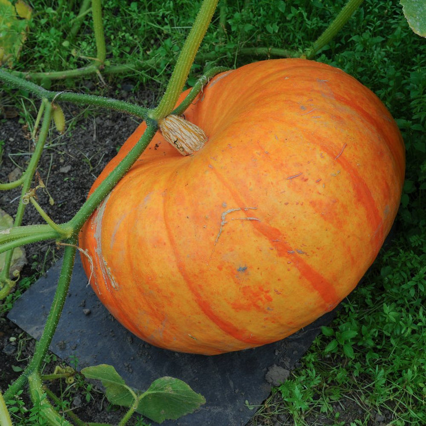pumpkin seeds for garden Cinderella Pumpkin Seeds – Botanical Interests
