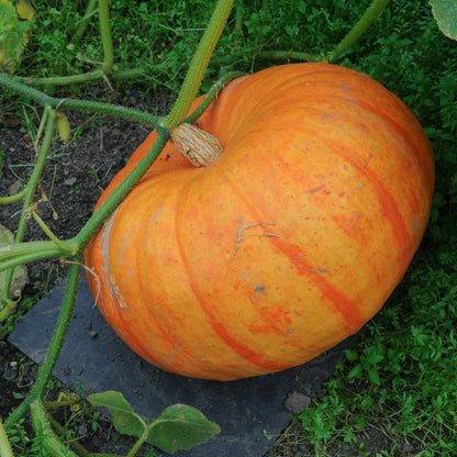 Cinderella Pumpkin Seeds