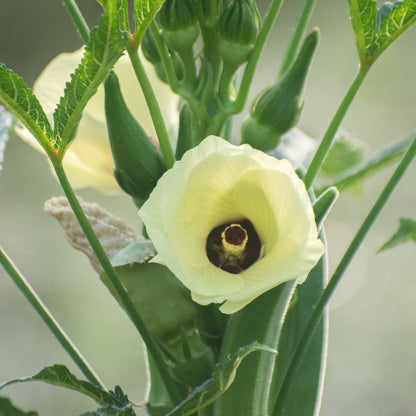 Clemson Spineless 80 Okra Seeds
