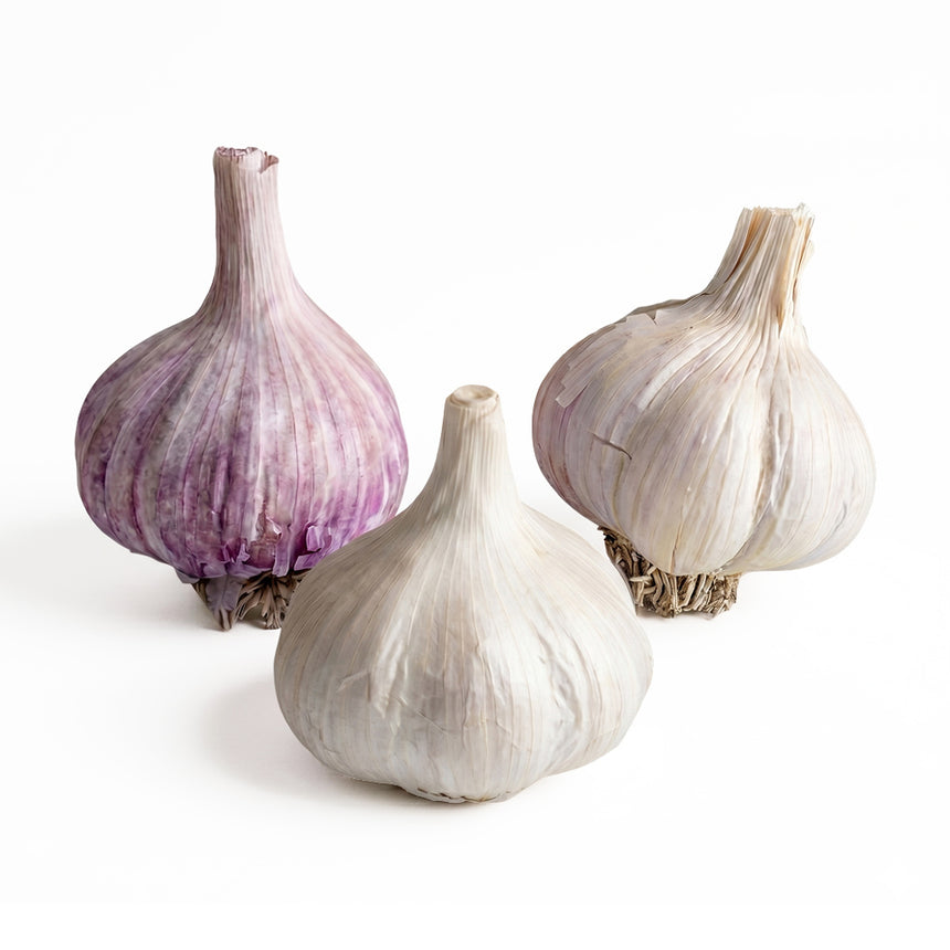 Cold Climate Classics Garlic Bundle (Zone 5 & Colder)