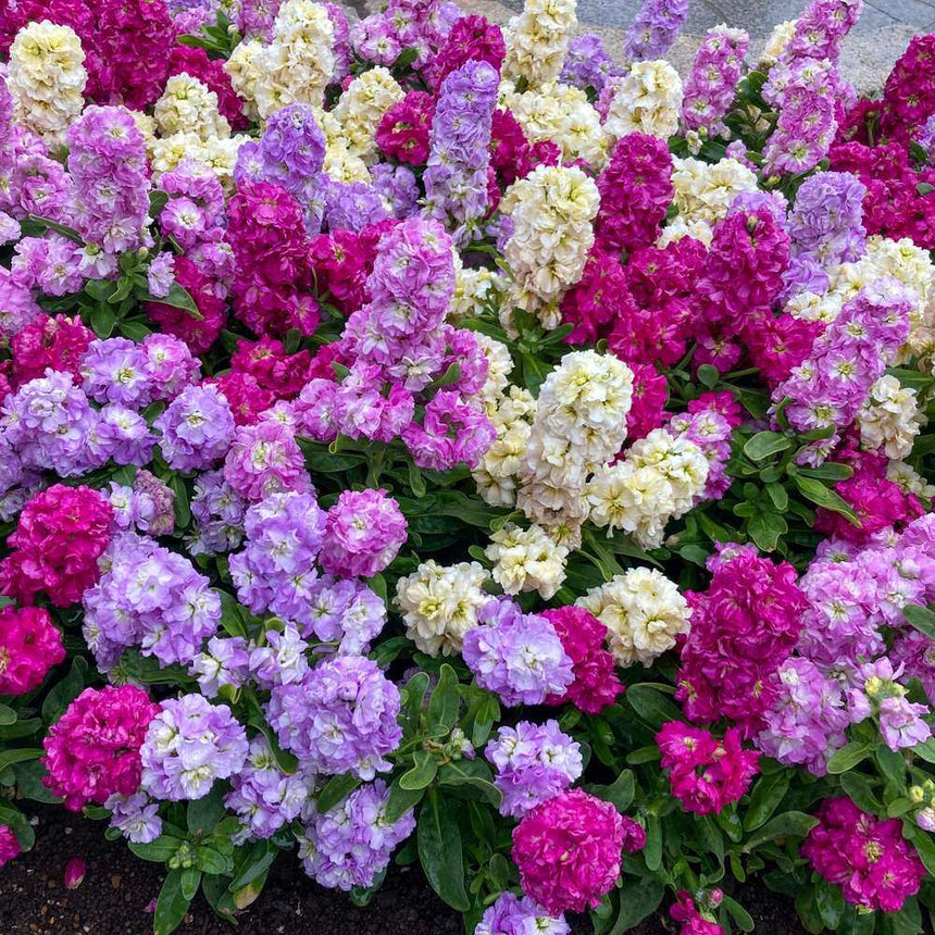 stock flower seeds for sale Column Blend Stock Seeds