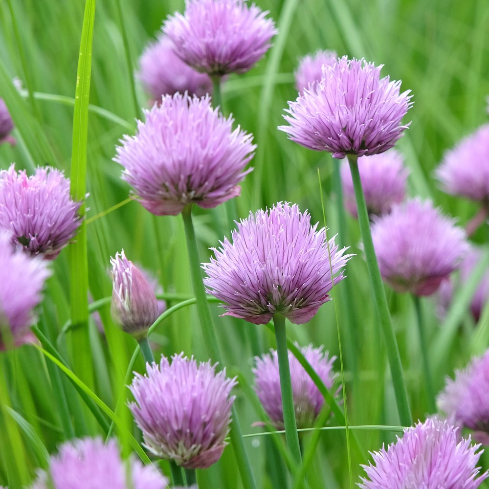 Botanical Interests Chives Seeds - Thumbnail 3