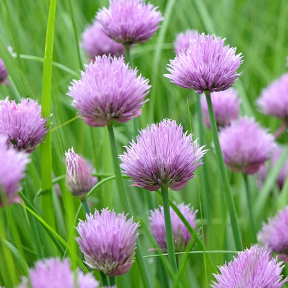 Common Chives Seeds