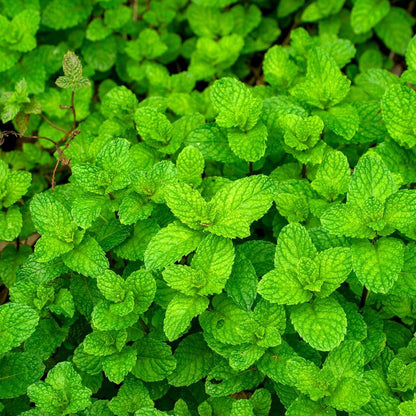 Common Mint Seeds