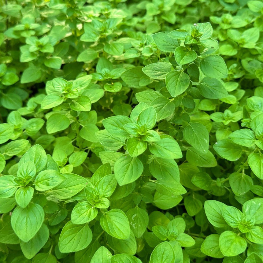 mexican oregano seeds to plant Common Oregano Seeds