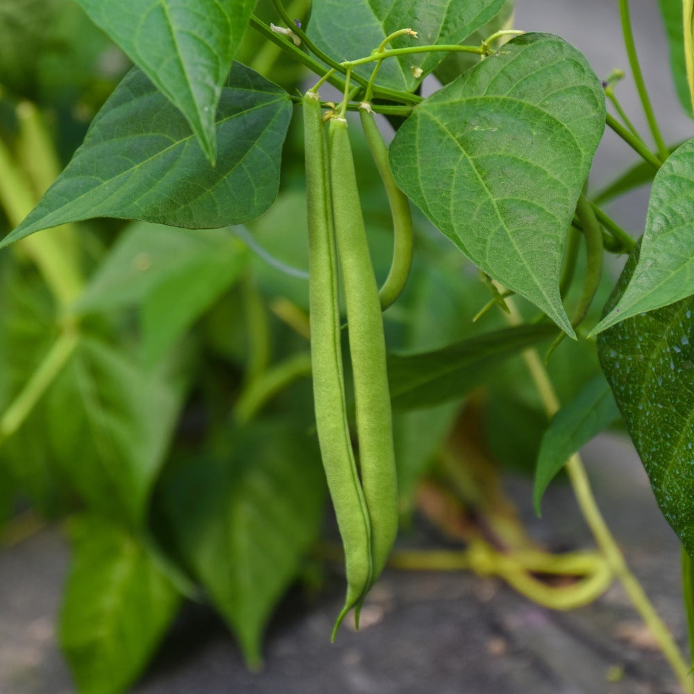 Botanical Interests Contender Bush Bean Seeds