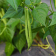 Contender Bush Bean Seeds