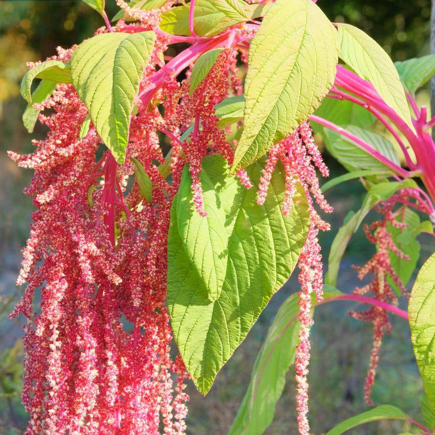 love seed plant Coral Fountain Love-Lies-Bleeding Amaranth Seeds – Botanical Interests