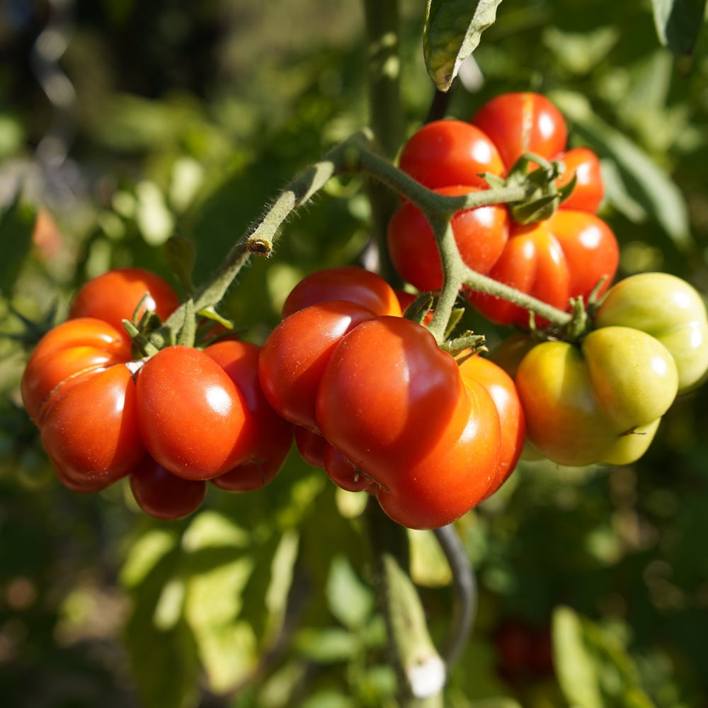 Costoluto Genovese Pole Tomato Seeds – Botanical Interests
