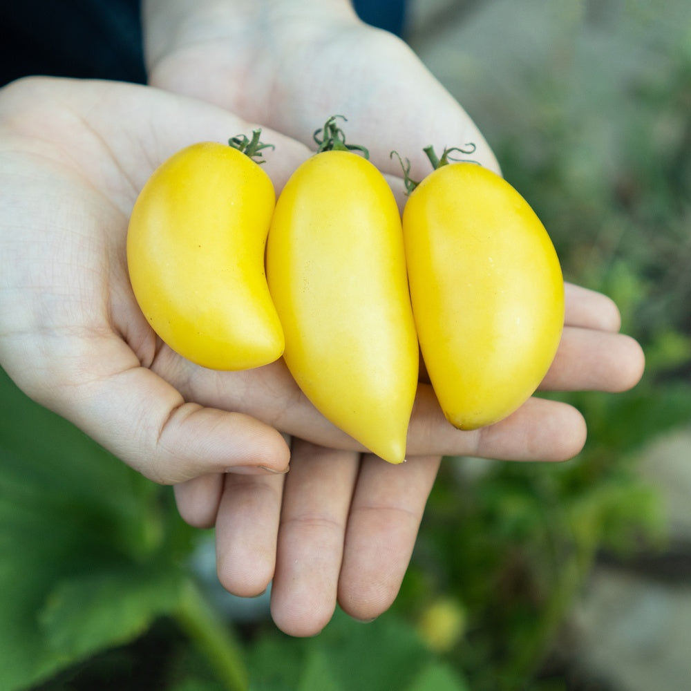 Cream Sausage Bush Tomato Seeds