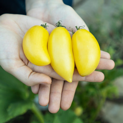 Cream Sausage Bush Tomato Seeds