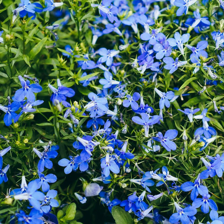 Crystal Palace Lobelia Seeds