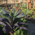 Dazzling Blue Kale Seeds