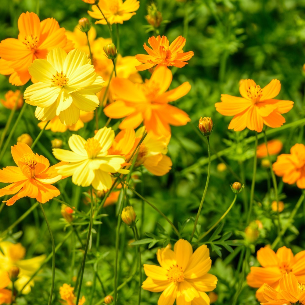 Botanical Interests Diablo Cosmos Seeds