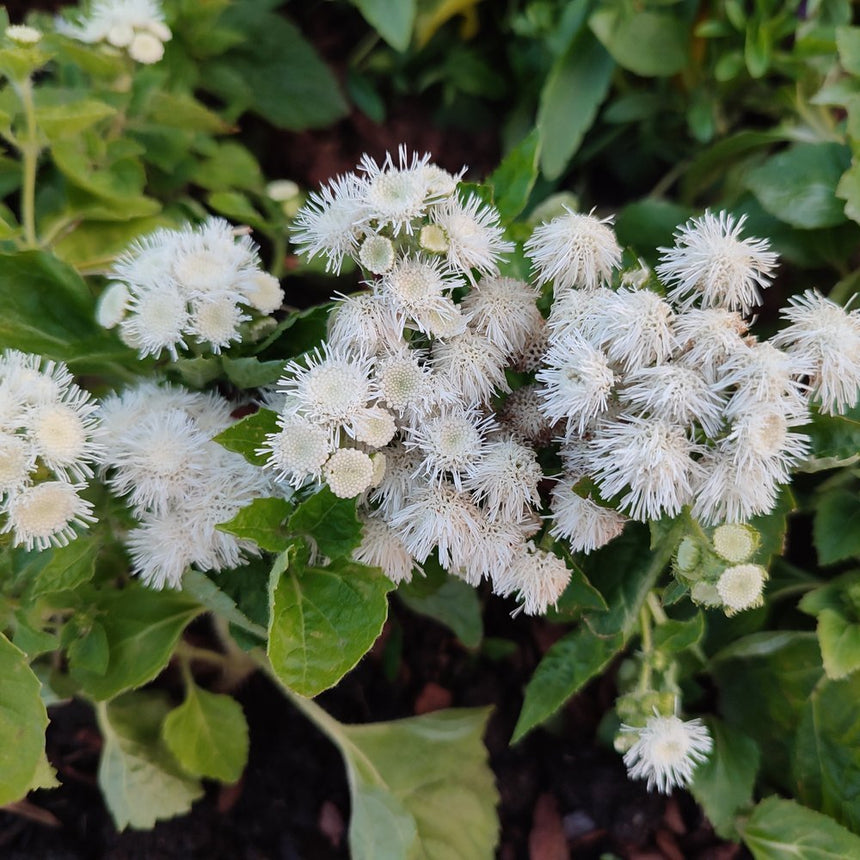 planting ageratum seeds Dondo White Ageratum Seeds