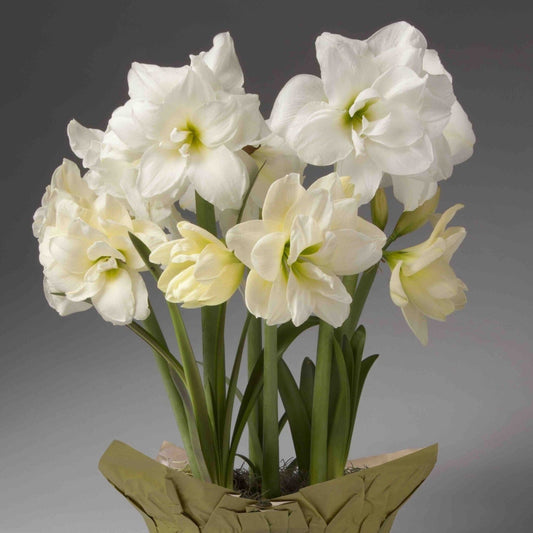 Double White Trio Amaryllis