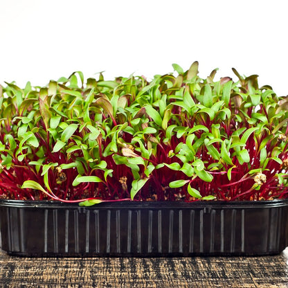 Early Wonder Beet Microgreens Seeds