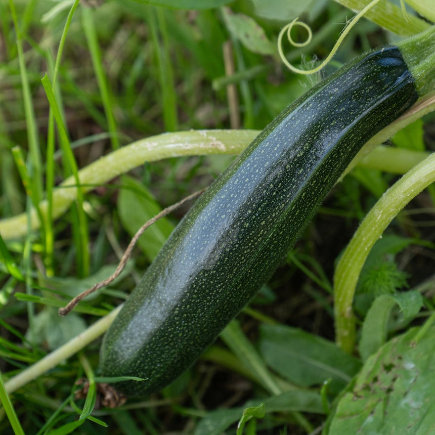 Emerald Delight Summer Squash Seeds
