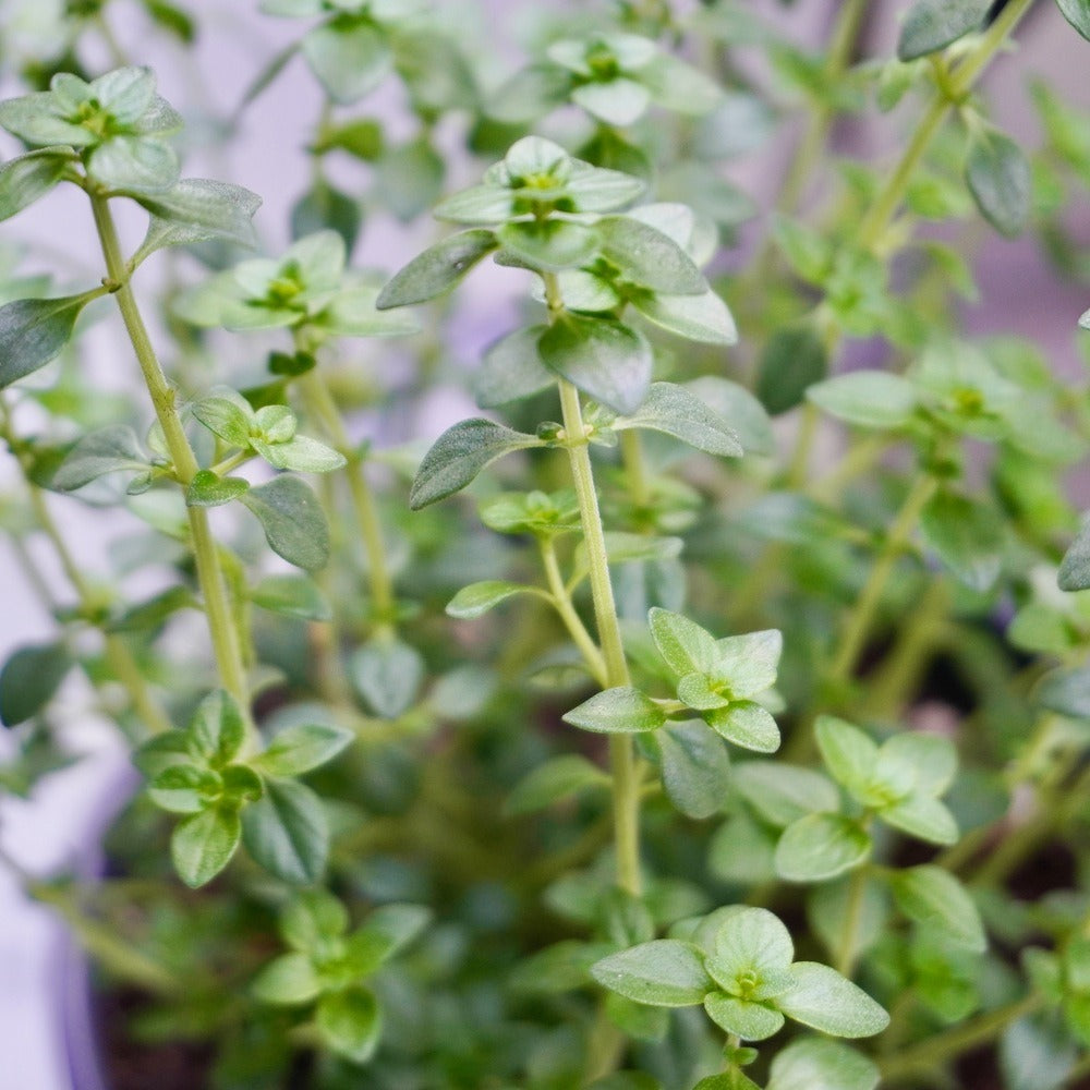 Botanical Interests English Thyme Seeds - Thumbnail 5