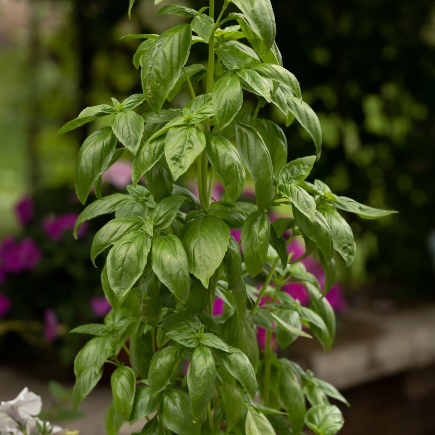 seeds basil plant Basil Seeds, Everleaf Emerald Towers