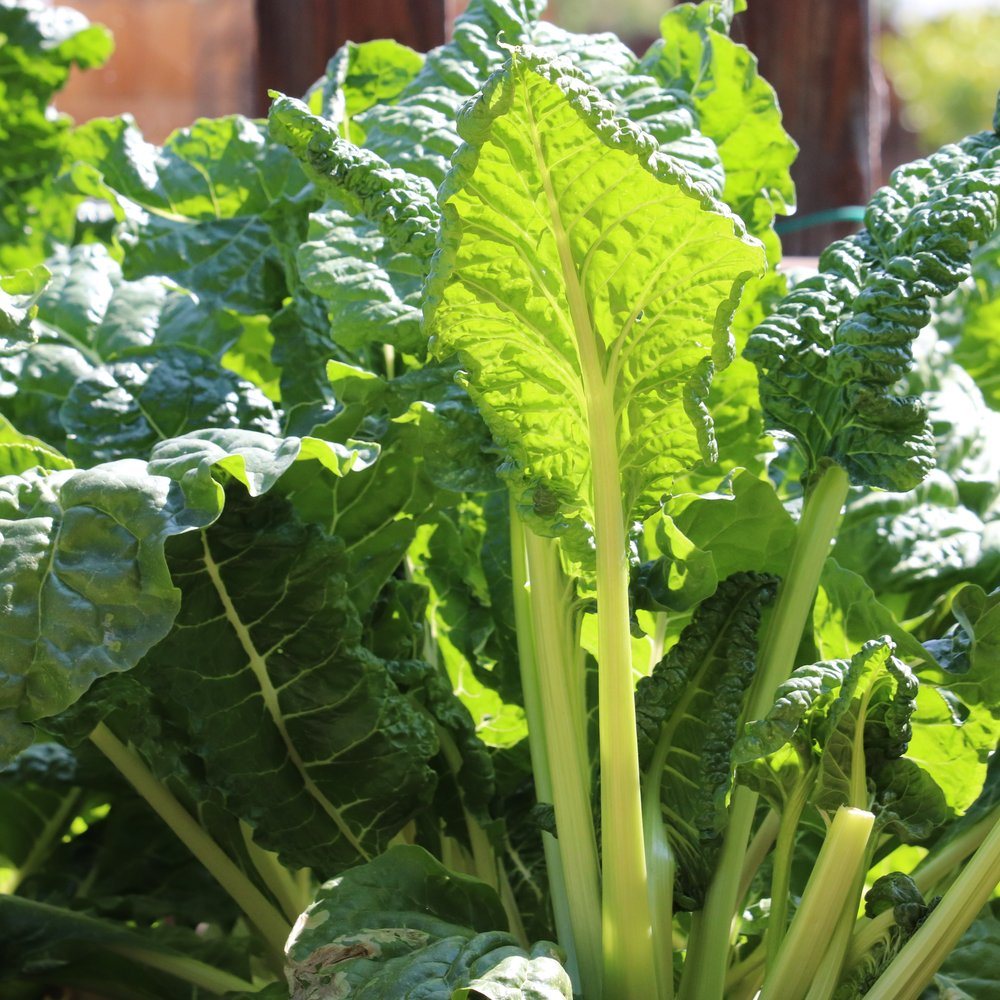 Botanical Interests Swiss Chard Fordhook Giant Seeds - Thumbnail 3