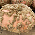 Galeux d'Eysines Pumpkin Seeds