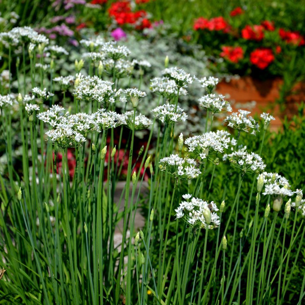 Botanical Interests Garlic Chives Seeds - Thumbnail 2