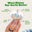Blossom Hardneck Garlic - USDA Certified Organic