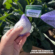 Sicilian Artichoke Softneck Garlic - USDA Certified Organic