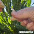 Sicilian Artichoke Softneck Garlic - USDA Certified Organic