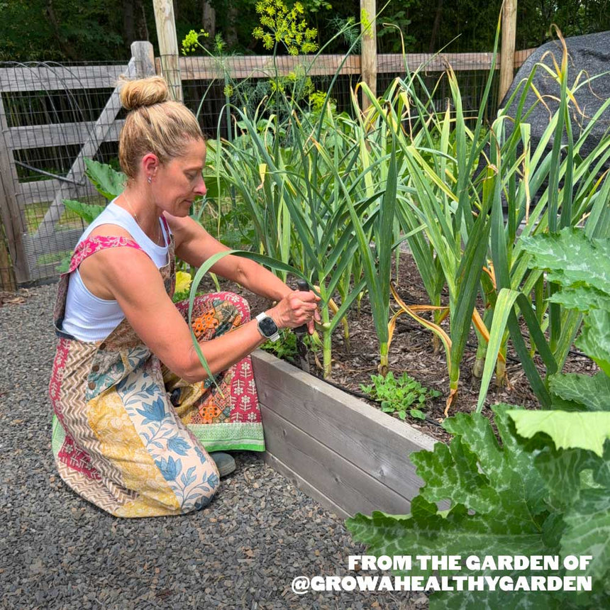 Silver White Softneck Garlic - USDA Certified Organic
