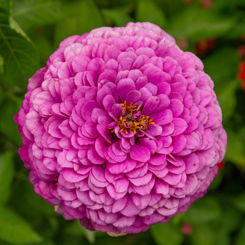 Giant Purple Zinnia Seeds