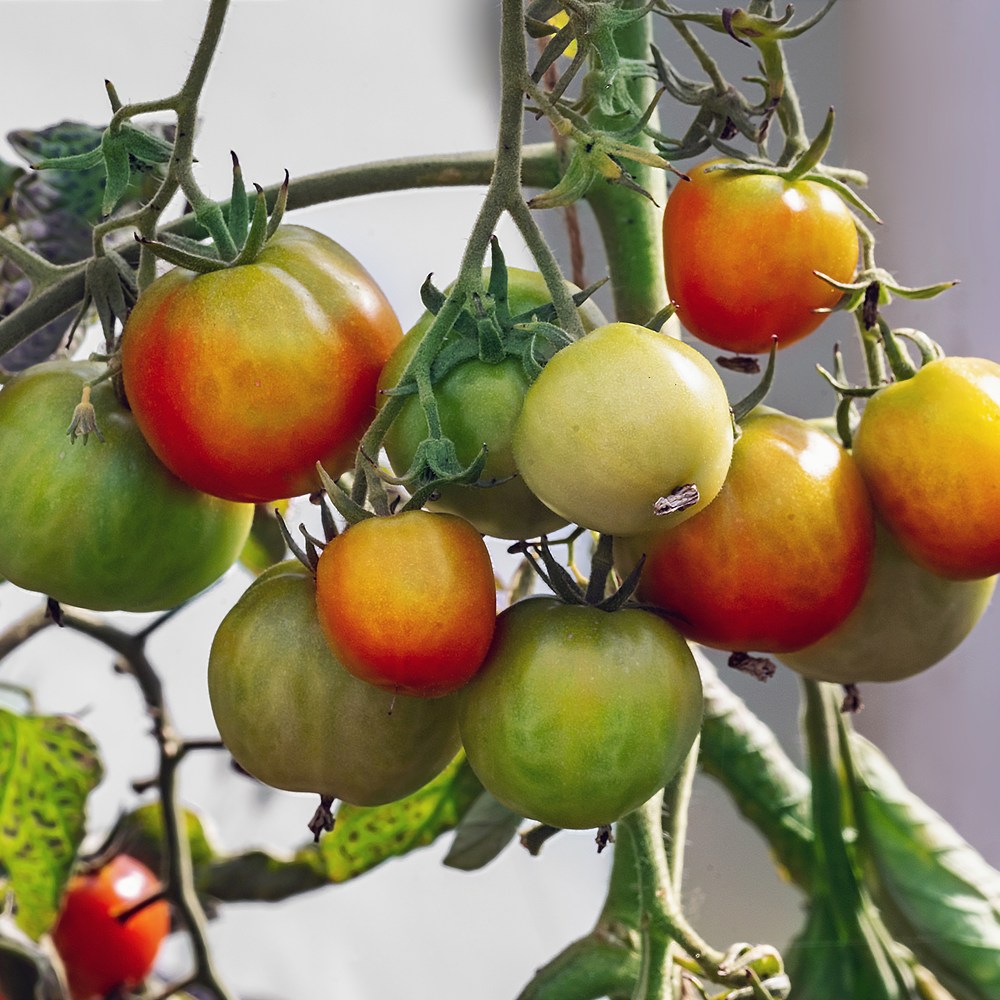 Botanical Interests Glacier Bush Tomato Seeds