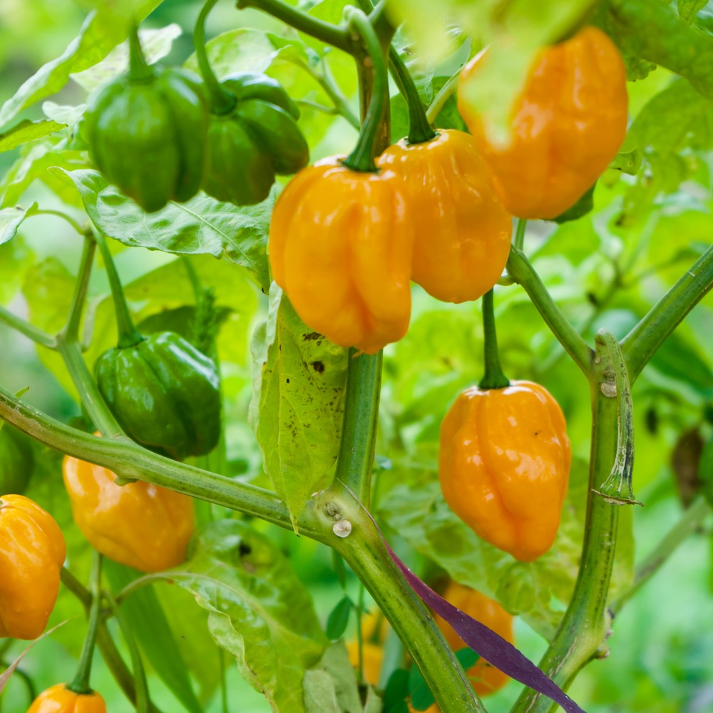 Habanero Chile Pepper Seeds