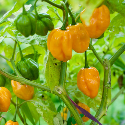 Habanero Chile Pepper Seeds