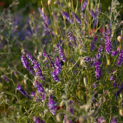 Hairy Vetch Cover Crop Seeds