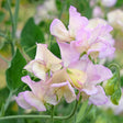 High Scent Sweet Pea Seeds