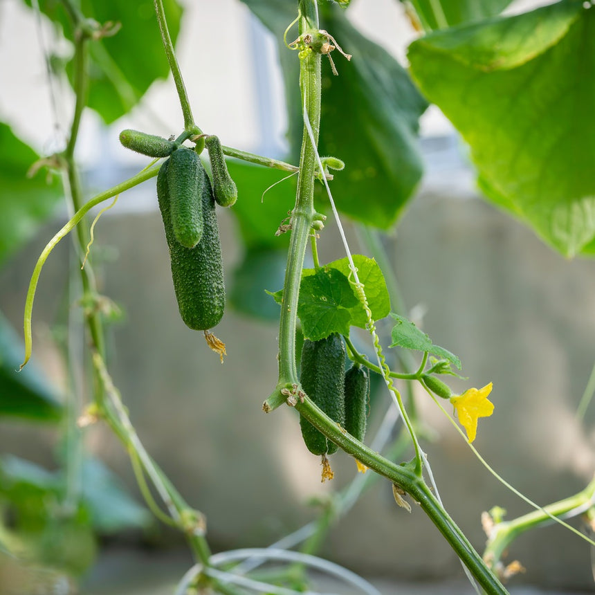 cucumber seeds or plants Homemade Pickles Cucumber Seeds – Botanical Interests